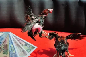 Chinh Phục Đấu Trường Đá Gà Sabong SODO Với Bí Kíp Bất Bại